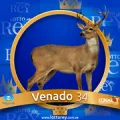 2025-06-14 15:30 34 Venado