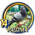Resultado 14 Paloma de Panda Plus el 2026-08-26 a las 11:30