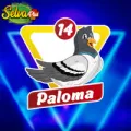 2025-09-12 11:00 14 Paloma