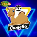 2025-07-29 17:00 22 Camello