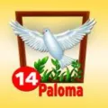 2025-06-13 15:00 14 Paloma