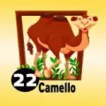 2025-07-19 13:00 22 Camello