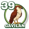 Resultado 39 Gavilan de Zoologico Activo el 2026-10-25 a las 15:00